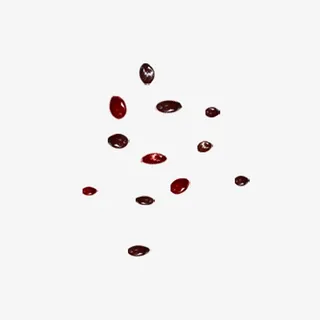 夏日西瓜籽实拍免抠