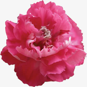 红色鲜花母亲节花卉免抠