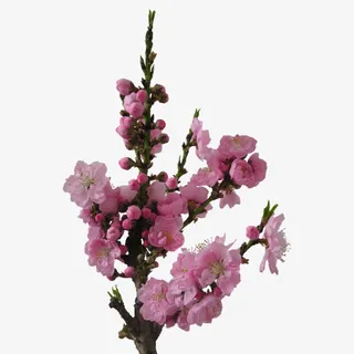 桃花花苞花朵花枝装饰图片免抠