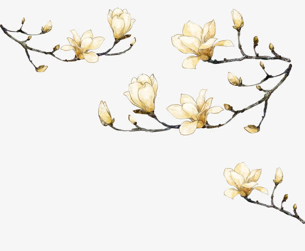 玉兰花免抠
