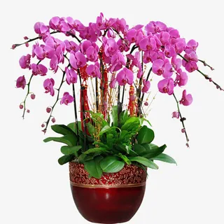 蝴蝶兰盆栽免抠