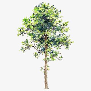 卡通树木素材手绘树木免抠