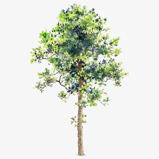 卡通树木素材手绘树木免抠