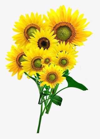 黄色小菊花野菊花免抠