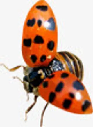 飞行瓢虫创意昆虫免抠