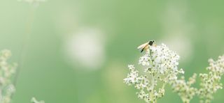 风景摄影蜜蜂落在花枝上高清