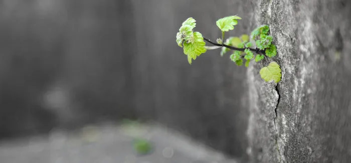 生命 草高清