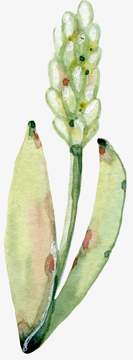 手绘盛开郁金香花朵免抠
