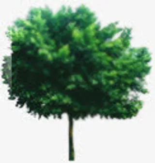 绿色大树树冠淘宝促销免抠