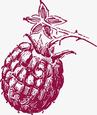 覆盆子蔓越莓铅笔画免抠