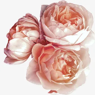 粉色系洋甘菊免抠