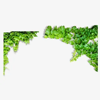 绿叶边框免抠素材免抠