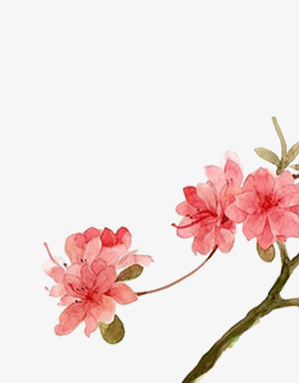 花开富贵免抠