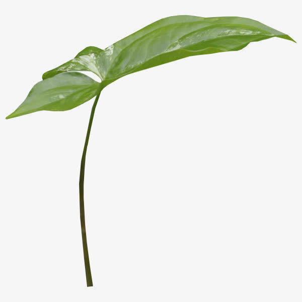 一片叶子免抠