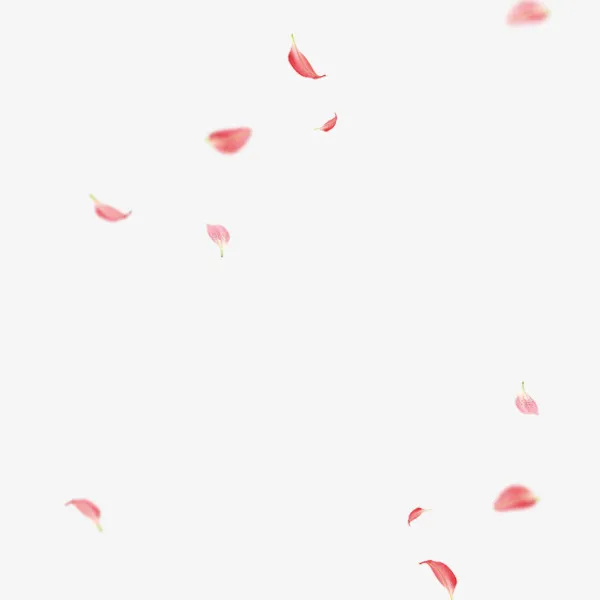 粉色漂浮的桃花瓣免扣免抠