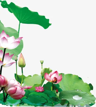 荷叶荷花素材png免扣素材贴图装饰免抠