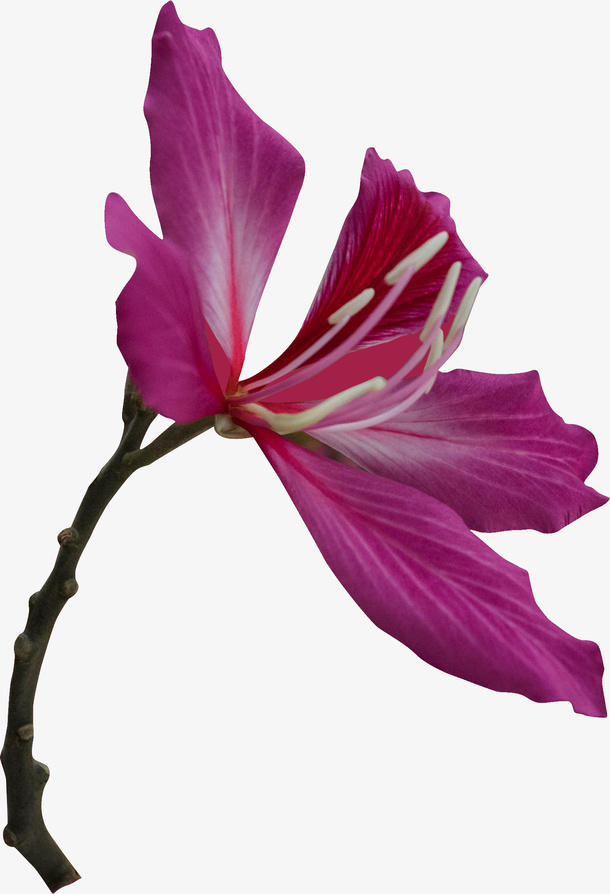 春天紫色的花朵免抠