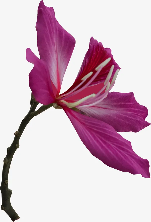 春天紫色的花朵免抠