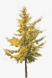 秋季黄色树林景观装饰免抠