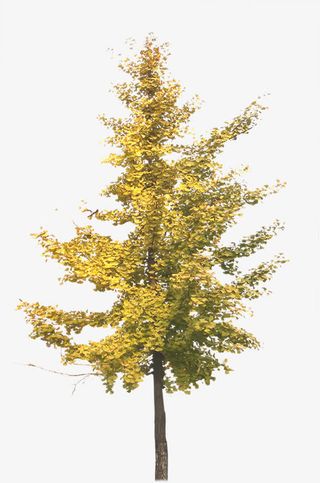 秋季黄色树林景观装饰免抠