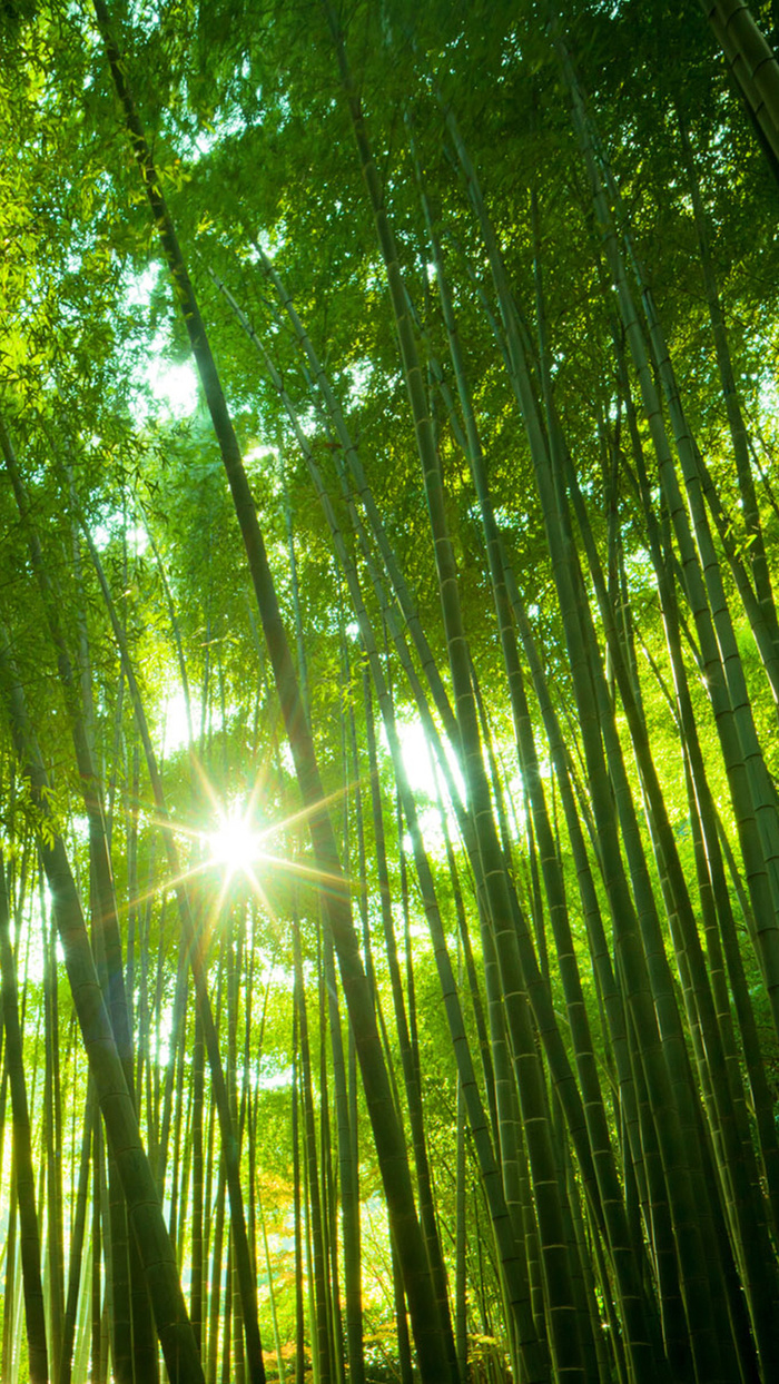 竹子背景高清