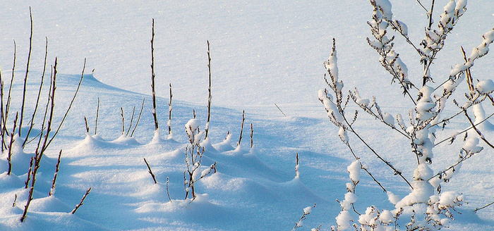 一片白茫茫的雪地图片高清