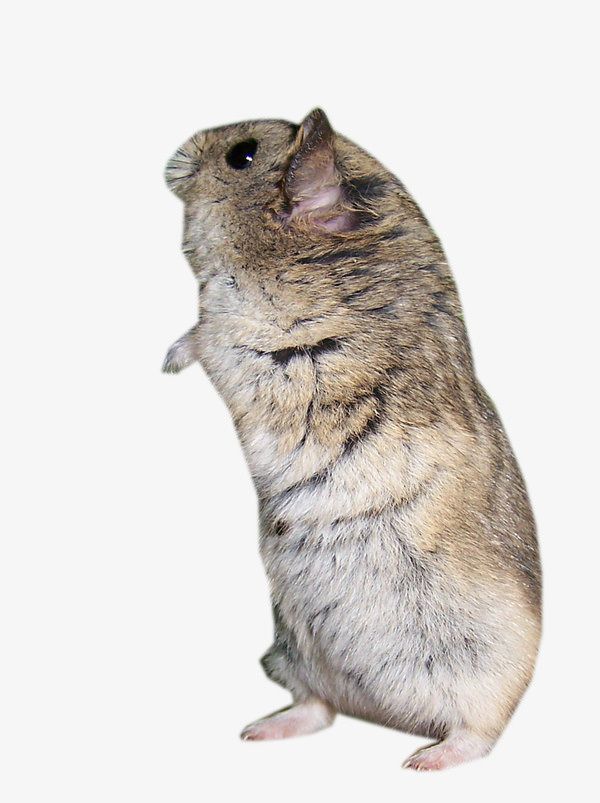 可爱的田鼠免抠