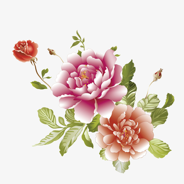 菊花朵朵开免抠