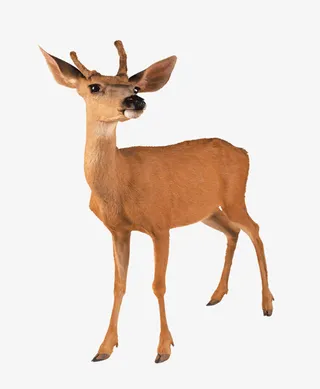 动物小鹿免抠