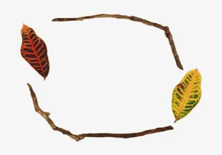 木头树叶个性边框免抠