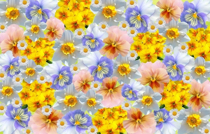 花墙   花  花瓣  花朵  太阳花高清