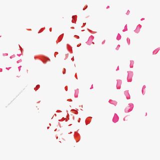 漂浮花瓣免抠