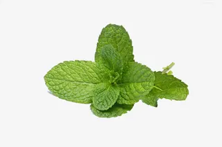 薄荷装饰免抠