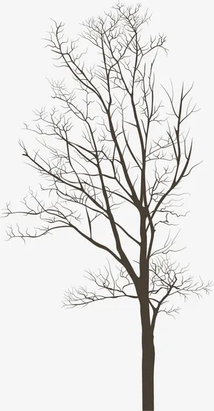 没有叶子的大树免抠 没有叶子的大树免抠