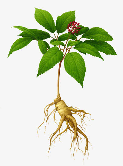 绿色树叶高清人参免抠