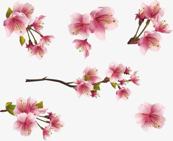 粉色花朵免抠