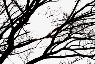 黑色的树枝免抠