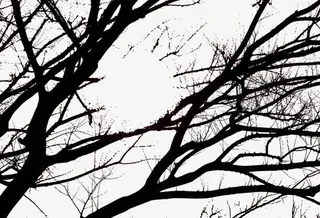 黑色的树枝免抠