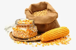 丰收的玉米免抠