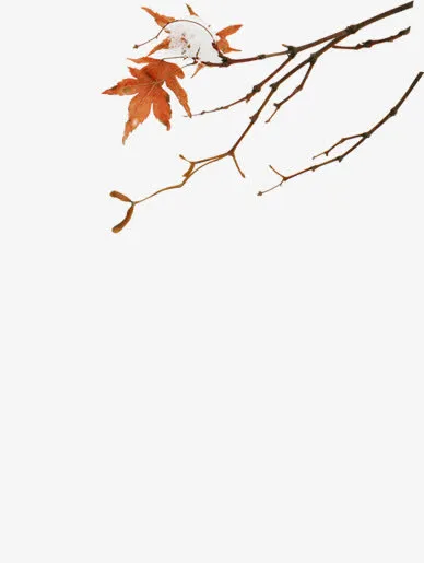 枯叶免抠