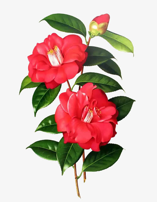 红色手绘木兰花免抠