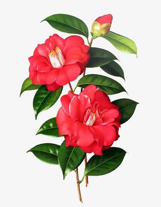 红色手绘木兰花免抠