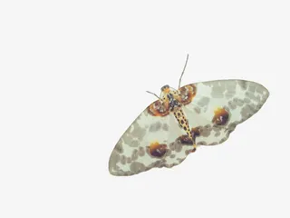 优雅的小飞蛾免抠