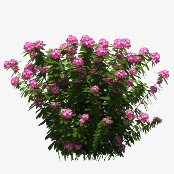 灌木 红色花朵 绿色叶子png素材免抠