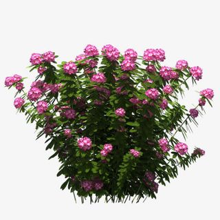 灌木 红色花朵 绿色叶子png素材免抠