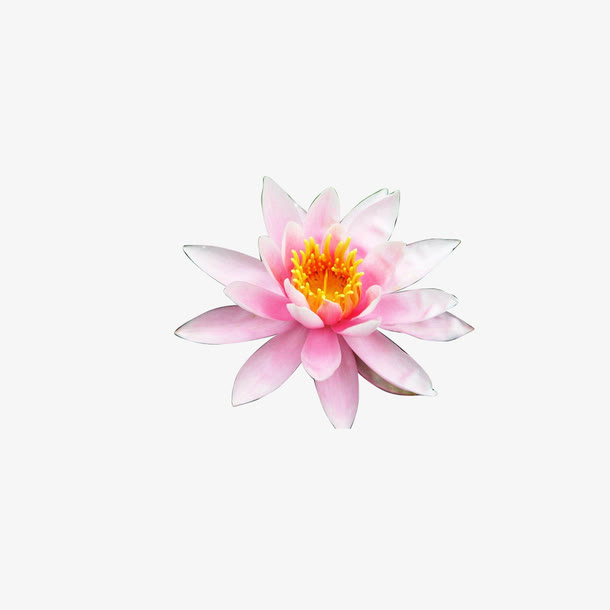 荷花素材免抠