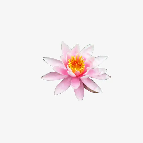 荷花素材免抠