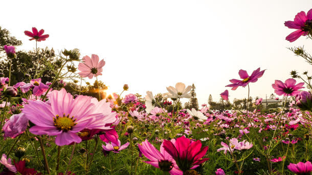 鲜艳开放鲜花花海免抠背景摄影风景元素