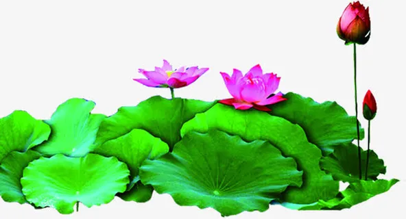 荷叶粉色荷花花苞免抠