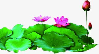 荷叶粉色荷花花苞免抠